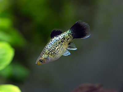 Assorted Calico Platy