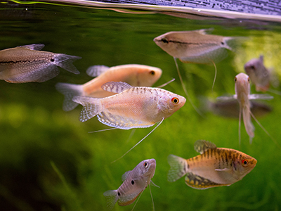 Assorted Gourami