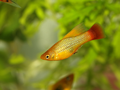 Assorted HiFin Platy