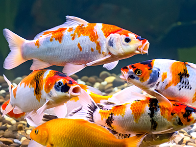 Assorted Koi Carp