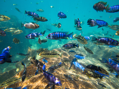 Assorted Malawi Cichlids