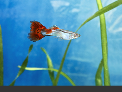 Assorted Male Guppies