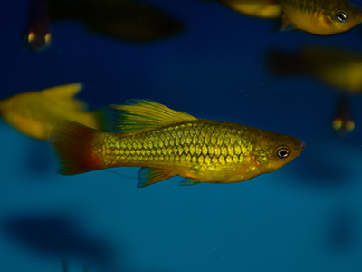 Assorted Platy