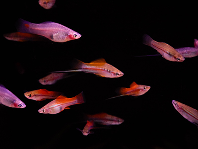 Assorted Swordtails
