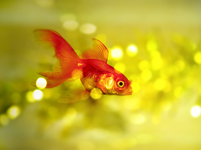 Assorted Veiltail