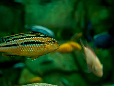 Auratus Cichlid
