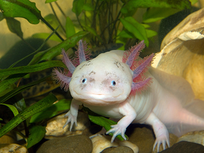 Axolotl