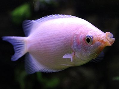 Balloon Kissing Gourami