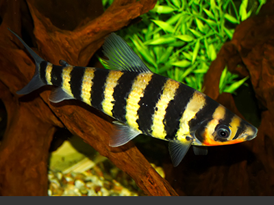 Banded Leporinus