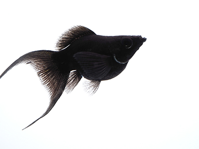 Black Balloon Molly