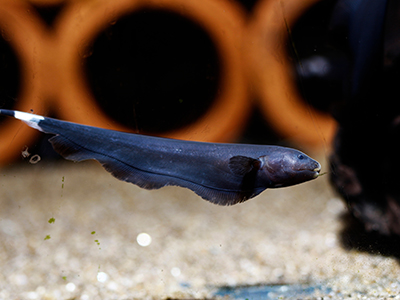Black Ghost Knifefish