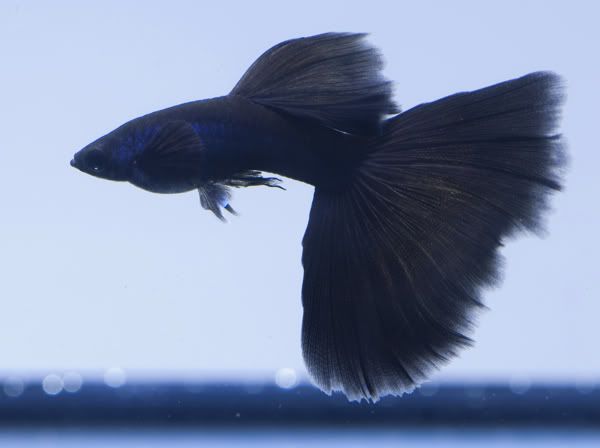 Black Guppy