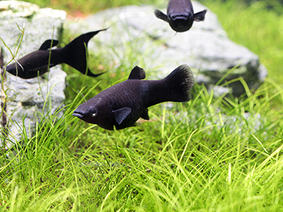Black Molly