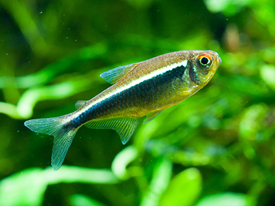 Black Neon Tetra