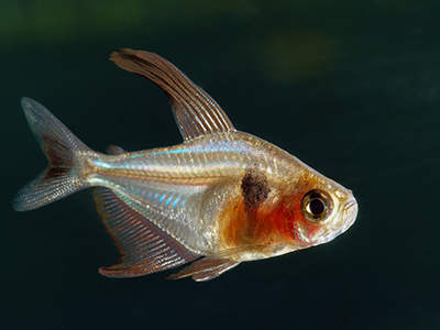 Black Phantom Tetra