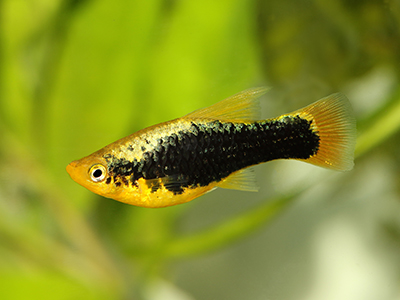 Black Platy