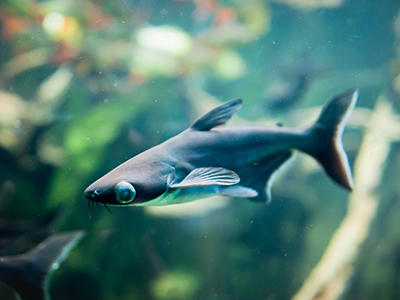 Black Shark