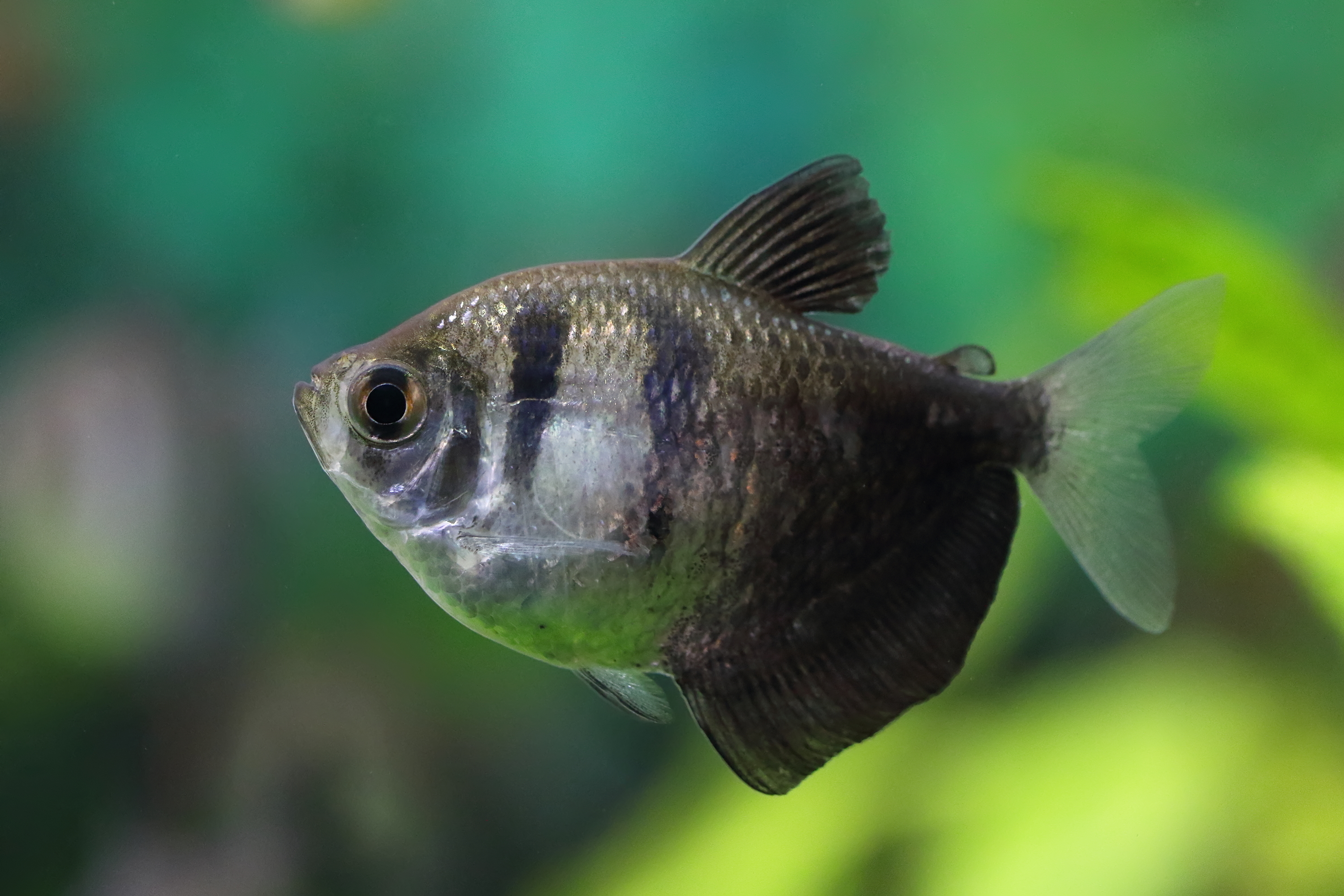 Black Widow Tetra