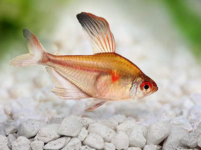 Bleeding Heart Tetra