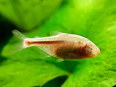 Blind Cave Characin