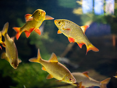 Bloodfin Tetra
