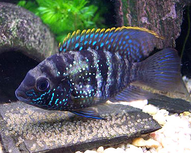 Blue Acara Cichlid