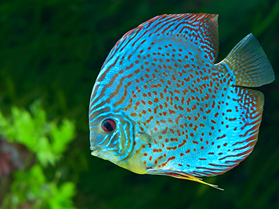 Blue Discus
