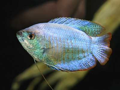 Blue Dwarf Gourami