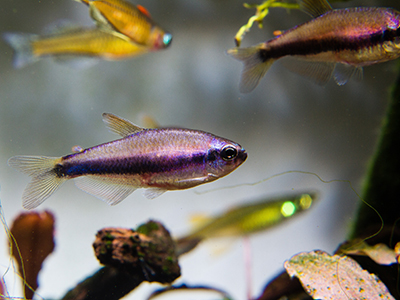 Blue Emperor Tetra