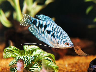Blue Gourami