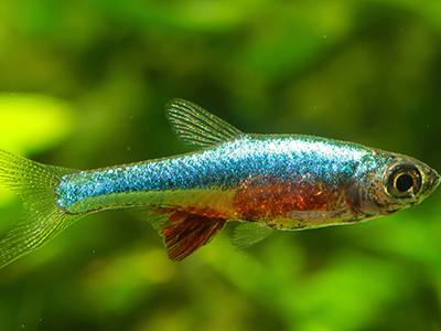 Blue Line Rasbora