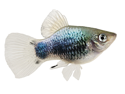 Blue Neon Platy