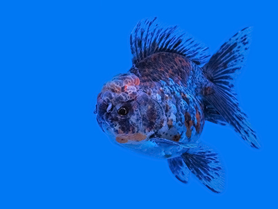 Blue Oranda