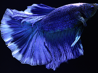 Blue Siamese Fighter
