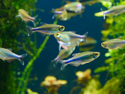 Blue Tetra