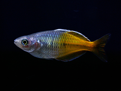 Boesmani Rainbow