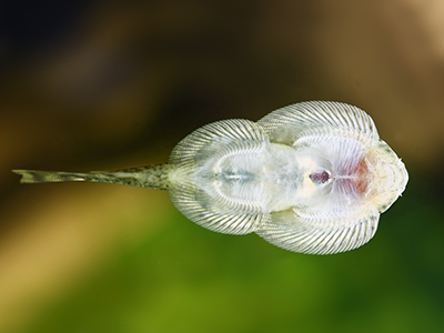Borneo Sucker