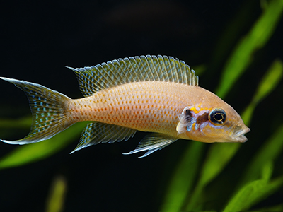 Brichardi Cichlid