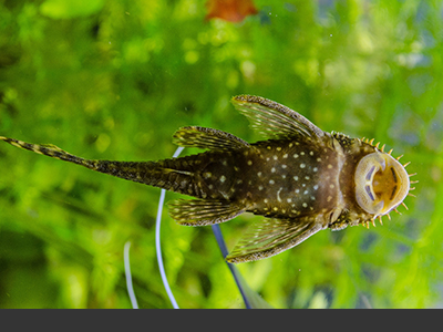 Bristlenose Plec