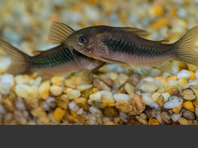 Bronze Corydoras