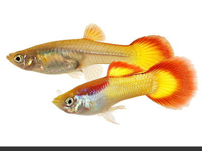 Bronze Red Guppy