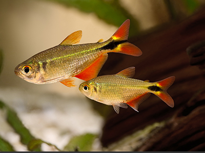 Buenos Aires Tetra