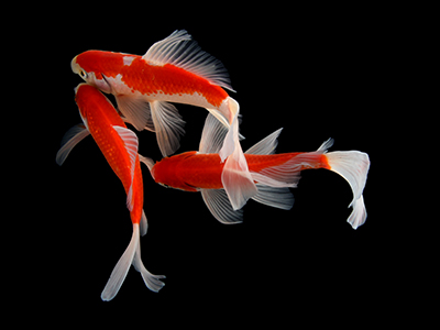 Butterfly Koi Carp