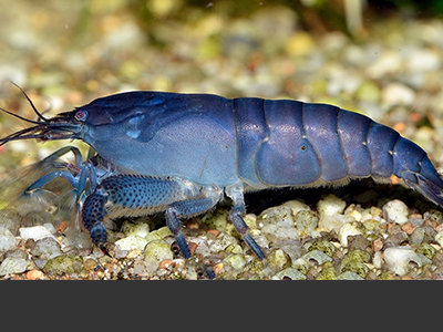 Cameroon Fan Shrimp
