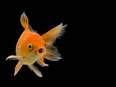 Canary Yellow Goldfish