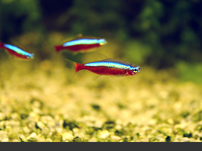 Cardinal Tetra