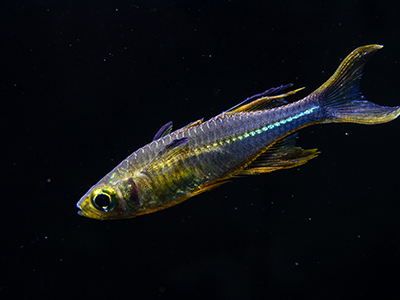Celebes Rainbow