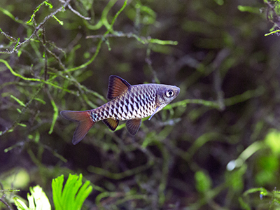 Checkered Barb