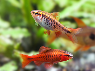 Cherry Barb