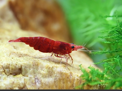 Cherry Shrimp